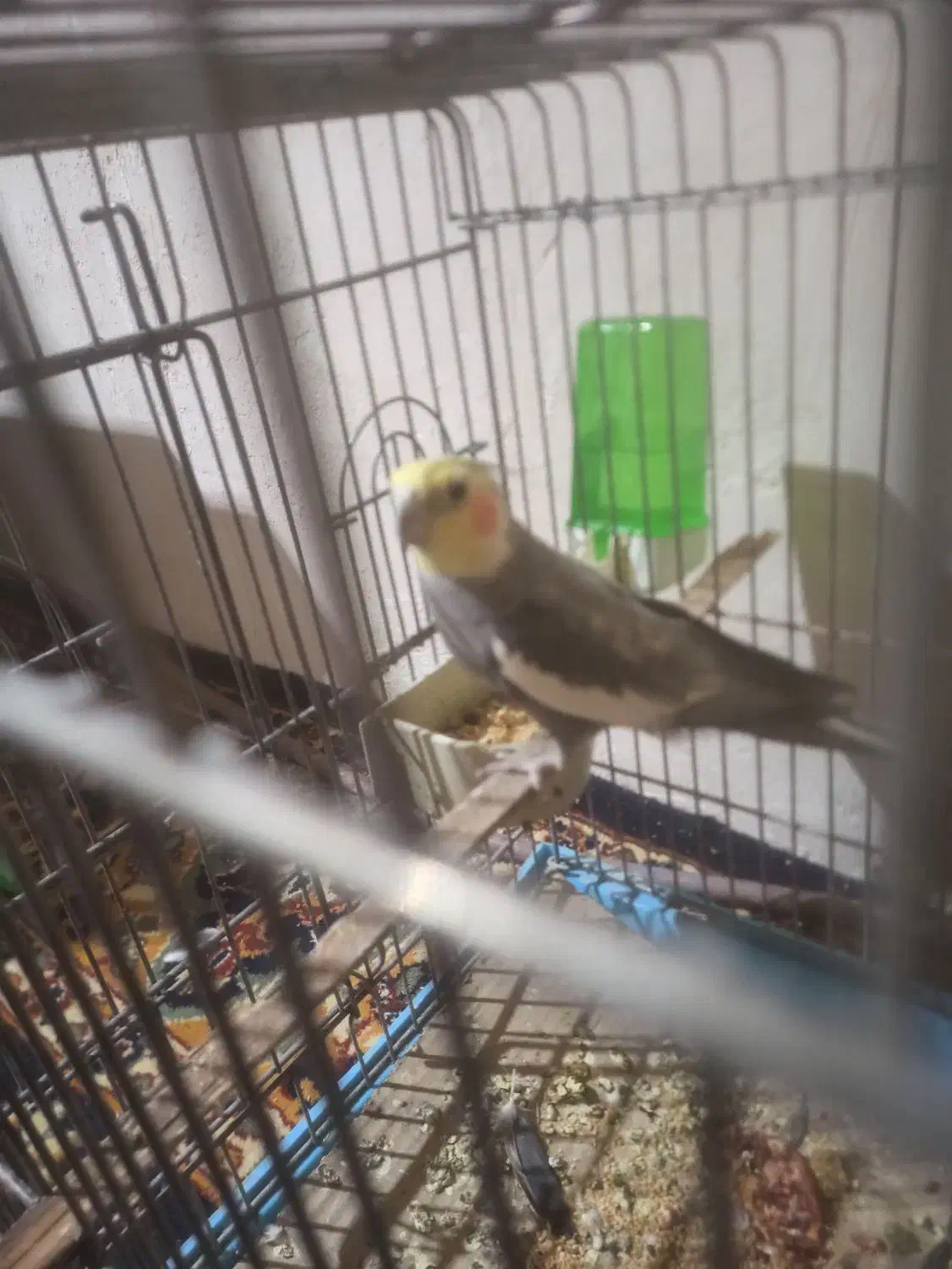 عروس هلندی|پرنده|ساوه, |دیوار