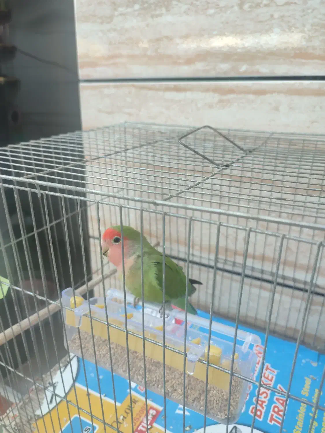 طوطی برزیلی|پرنده|کوهدشت, |دیوار