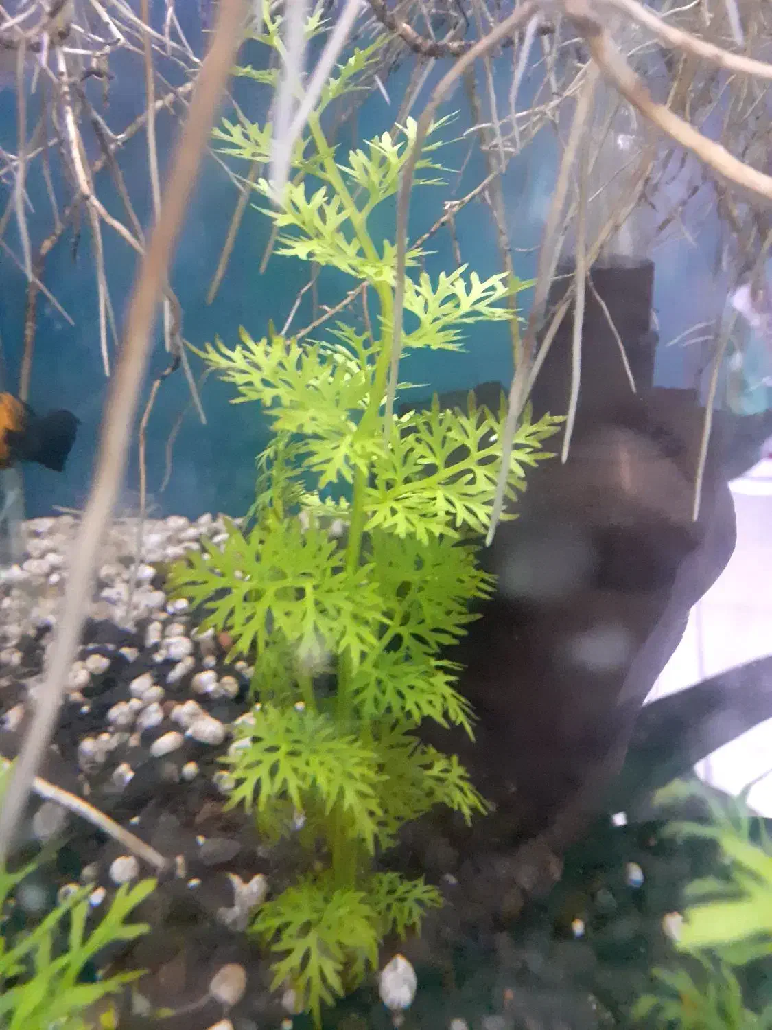 گیاه آکواریومی|ماهی|گرگان, |دیوار