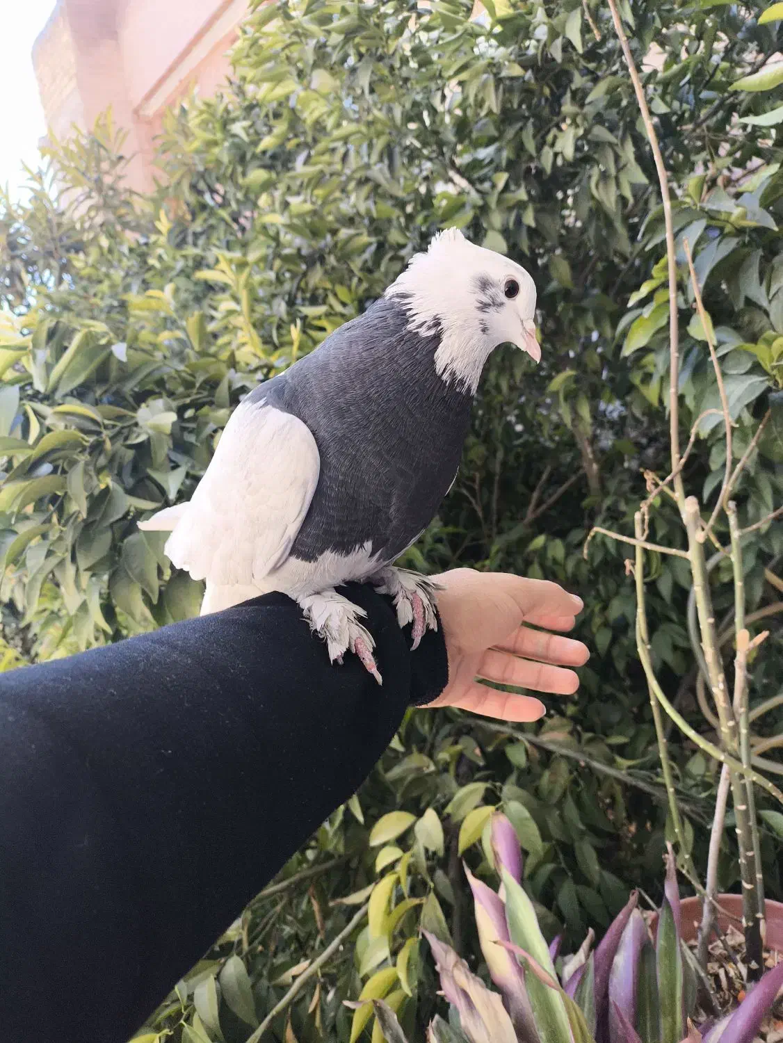 کفتر دستی|پرنده|شیراز, شهرک قمشه|دیوار