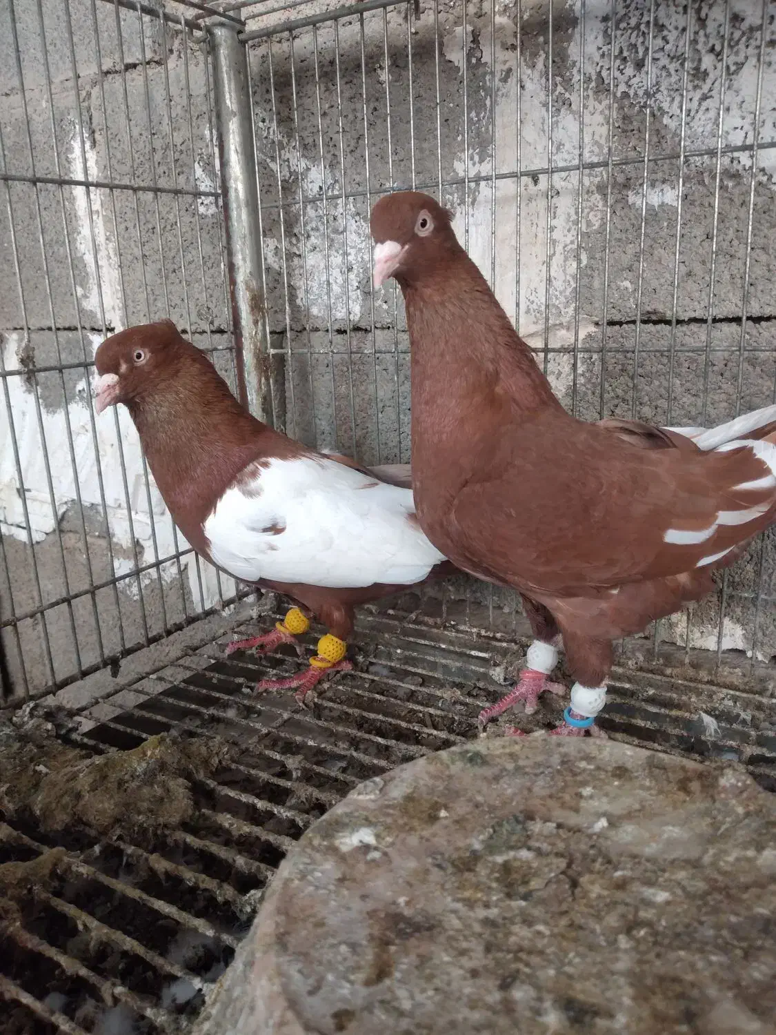 یبال سرخ|پرنده|شوشتر, |دیوار