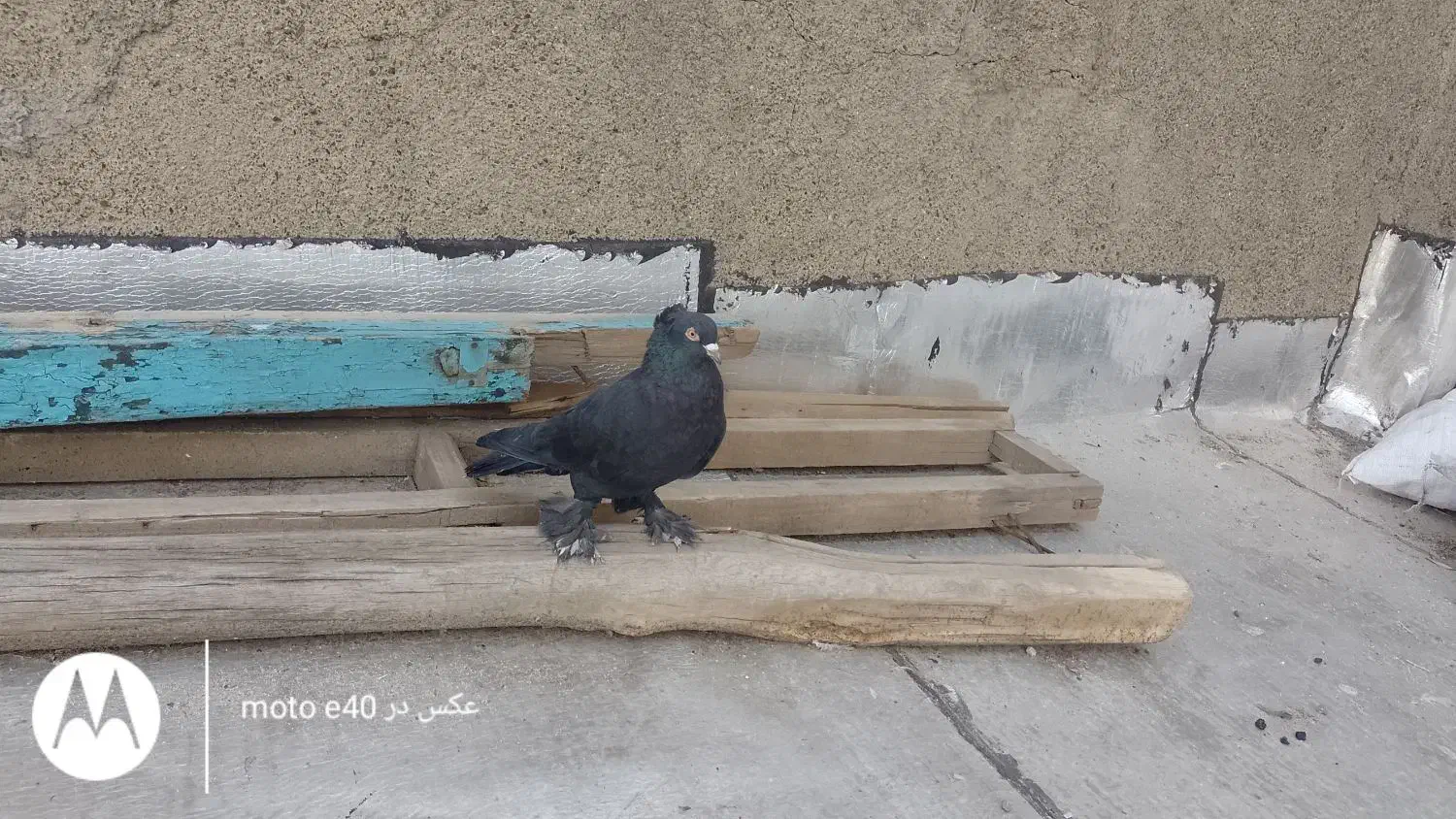 کبوتر|پرنده|تبریز, |دیوار