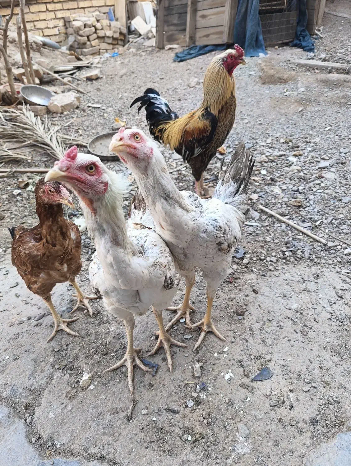 چوری خروس|حیوانات مزرعه|اردکان, |دیوار