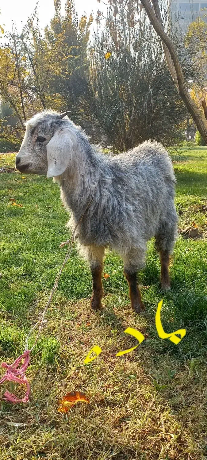 بره نروماده و بزغاله ماده|حیوانات مزرعه|تبریز, |دیوار
