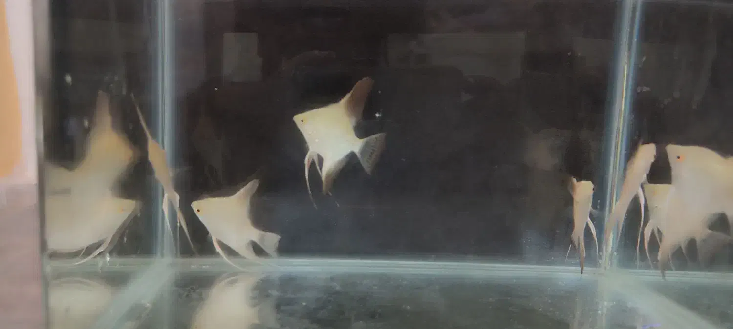 فروش ماهی آنجل نژاددار تکثیر خودم بندرعباس|ماهی|بندرعباس, |دیوار