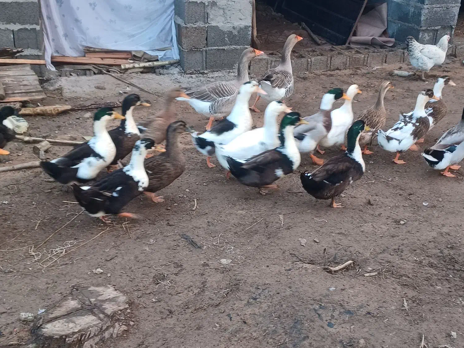 اردک|حیوانات مزرعه|رشت, لاکان|دیوار