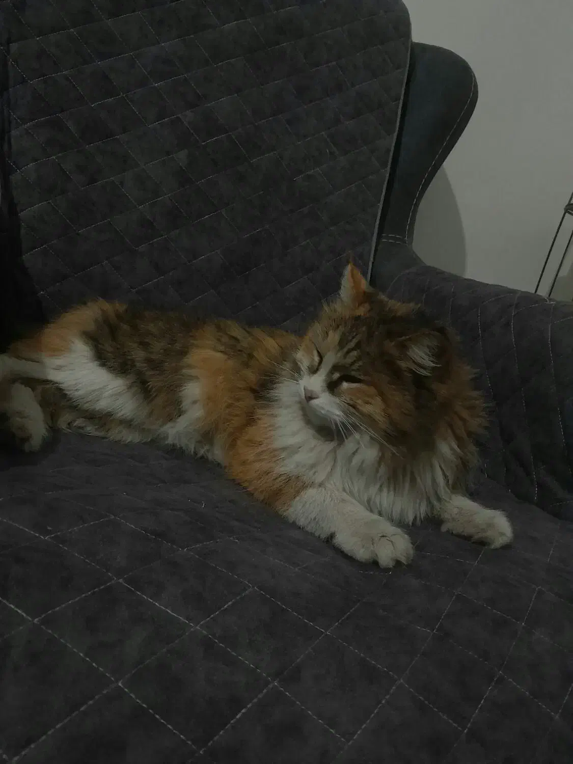 گربه ماده|گربه|کرمان, |دیوار