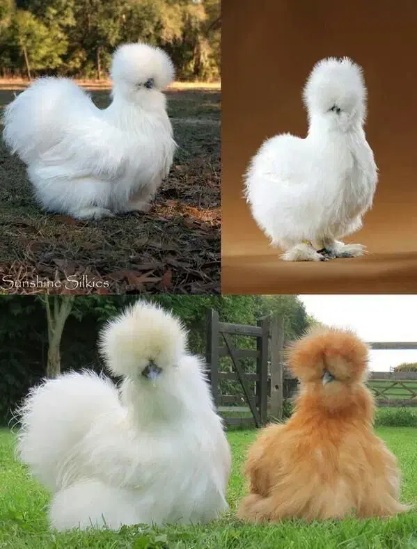 تخم نطفه دار ابریشمی وسلطان|حیوانات مزرعه|نیشابور, ناسیونال|دیوار