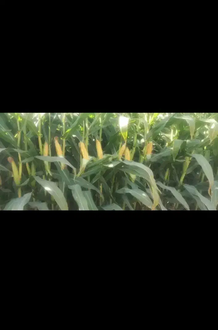 ذرت علوفه تخمیر شده و دان دار|لوازم جانبی حیوانات|صحنه, |دیوار