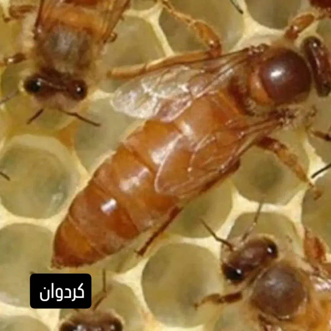 فروش کندو و ملکه زنبور عسل|حیوانات مزرعه|تهران, افسریه شمالی|دیوار