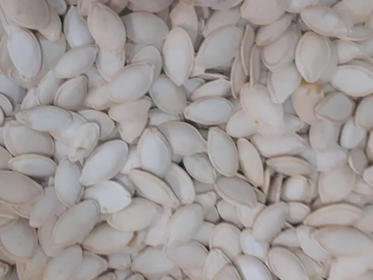 تخمه کدو درجه یک نو|عمده‌فروشی|سمیرم, |دیوار