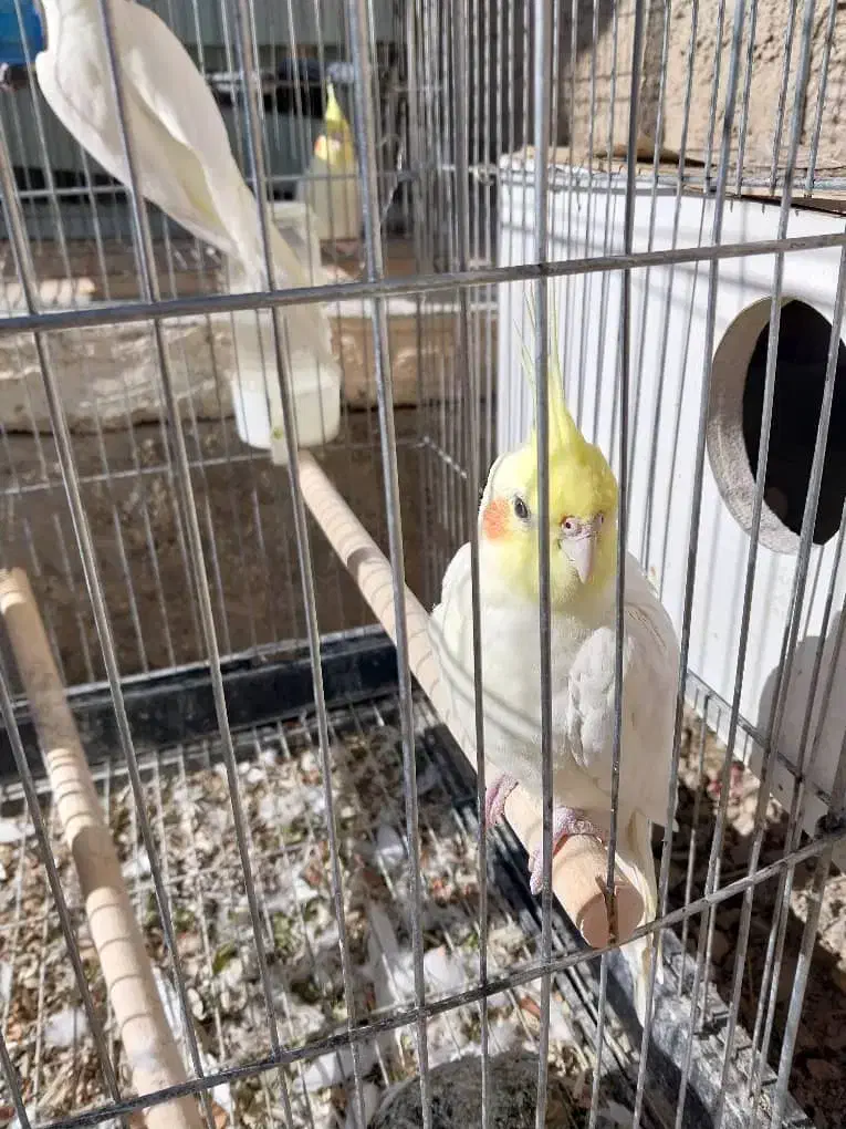 فروش عروس هلندی لوتینو|پرنده|بیضا, |دیوار