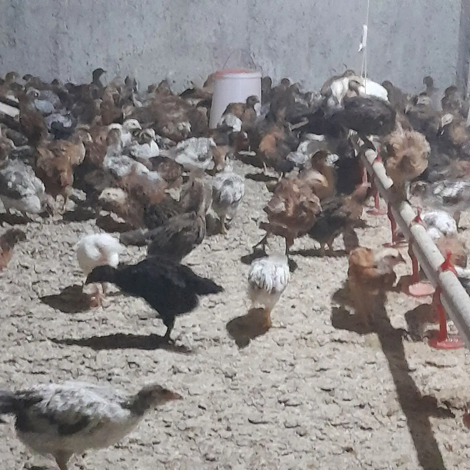 جوجه خروس ۳۷ روزه ۴۰۰ گرمی|حیوانات مزرعه|دابودشت, |دیوار