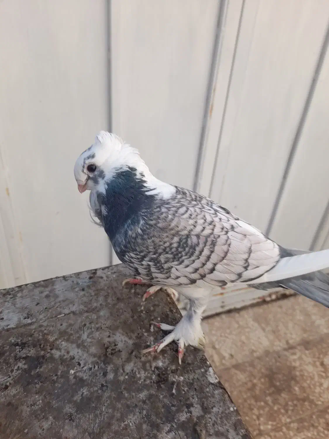 کبوتر نر مست بلژیکی طاووسی|پرنده|قم, تولید دارو و یخچال|دیوار