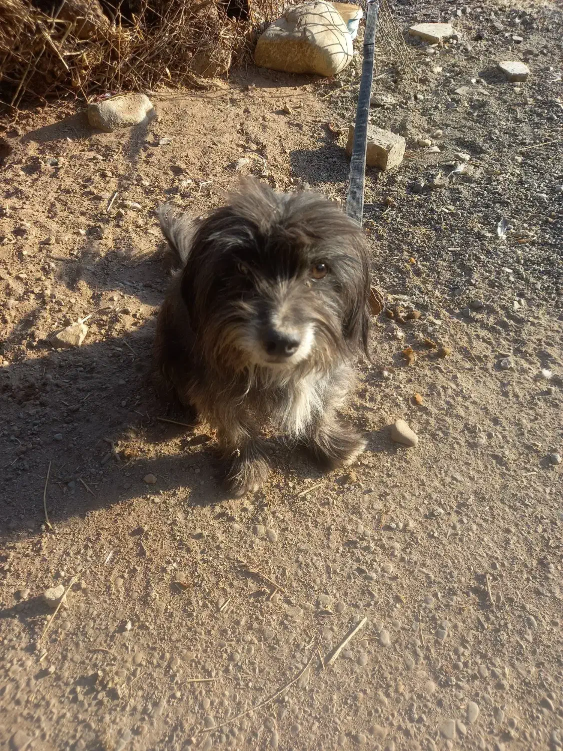 واگذاری شیتزو|سگ|قم, سراجه (۱۵ خرداد)|دیوار