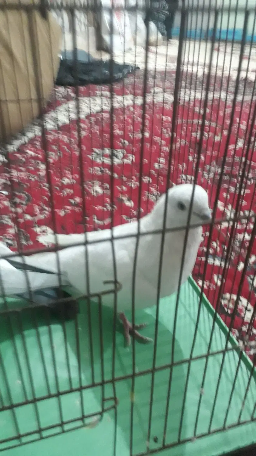 کفتر|پرنده|اردکان, |دیوار