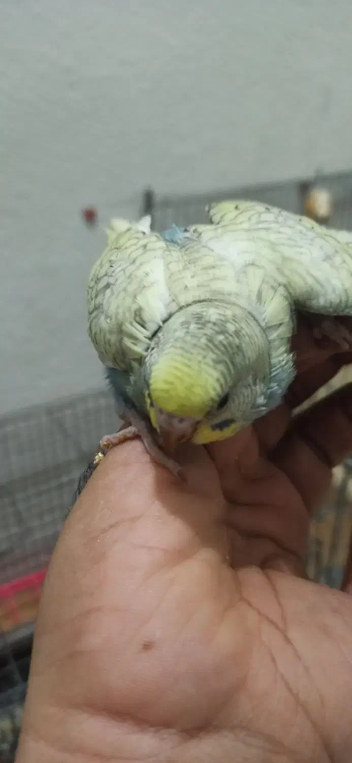 جوجه مرغ عشق زیبا|پرنده|انبارآلوم, |دیوار