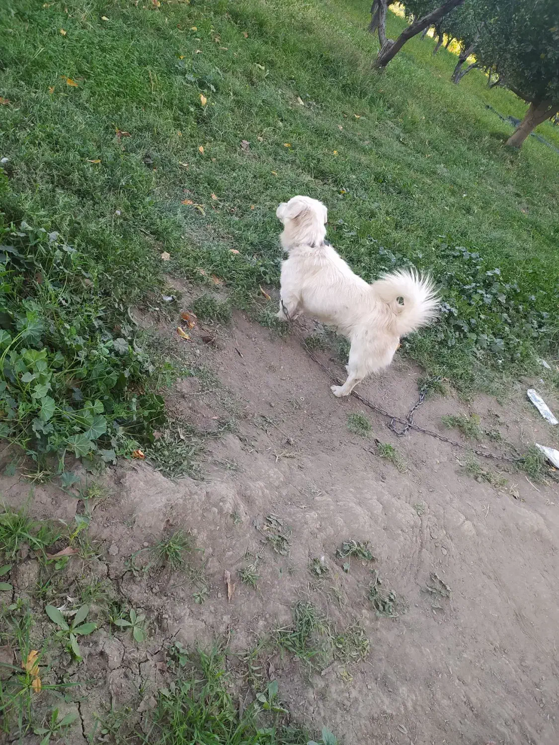 سگ پاکوتاه ۱۱ماهه|سگ|محمدبار, |دیوار