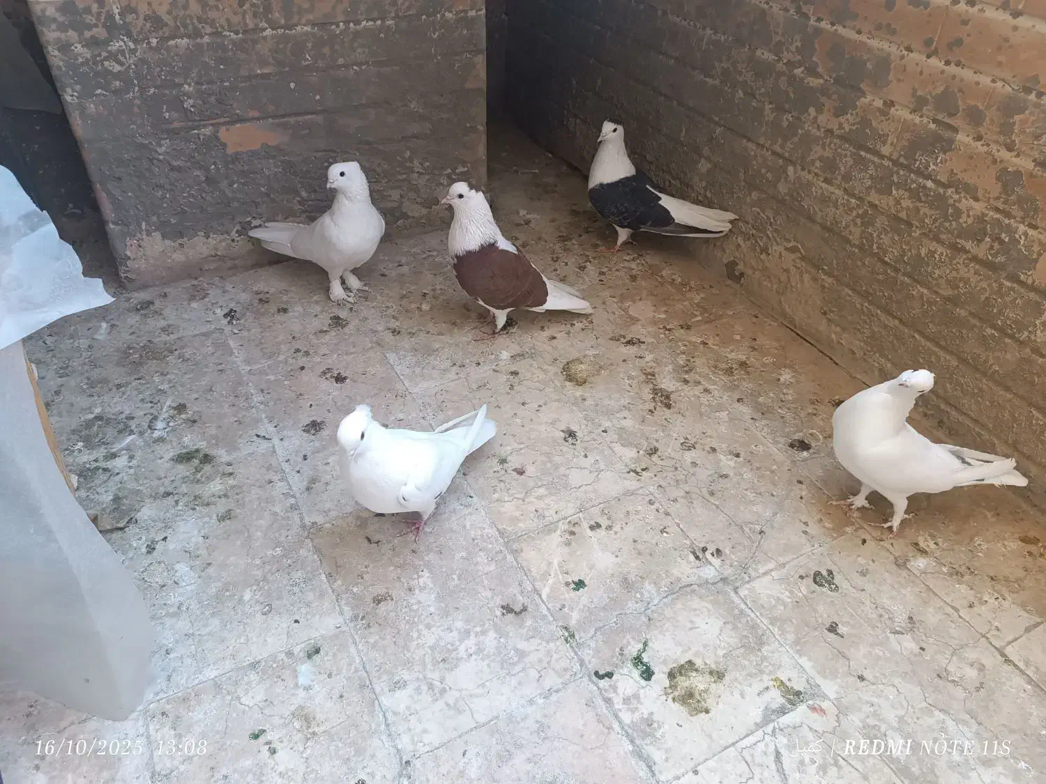 کبوتر ساتن سفید ، دوکت سیاه و چپ سرخ|پرنده|فولادشهر, مسکن مهر فولادشهر|دیوار