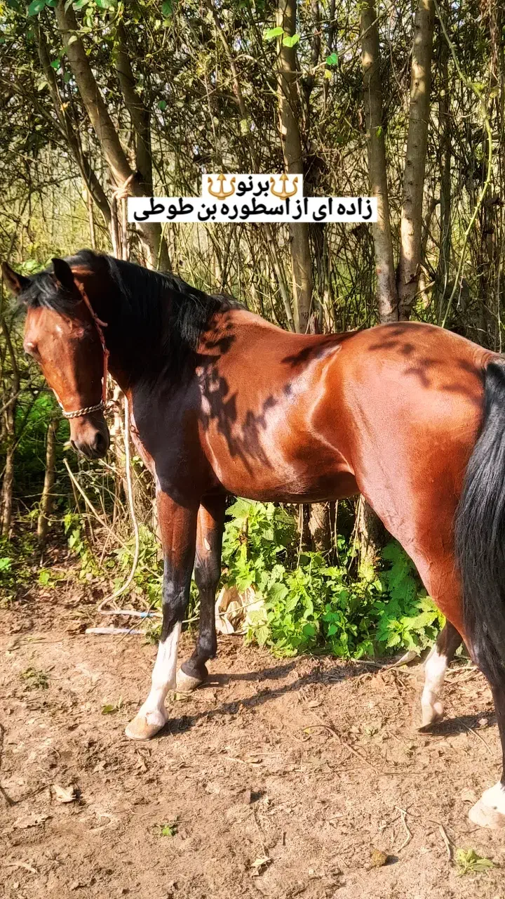 نریان کرد ۶ دنگ|اسب و تجهیزات اسبسواری|رشت, لاکان|دیوار