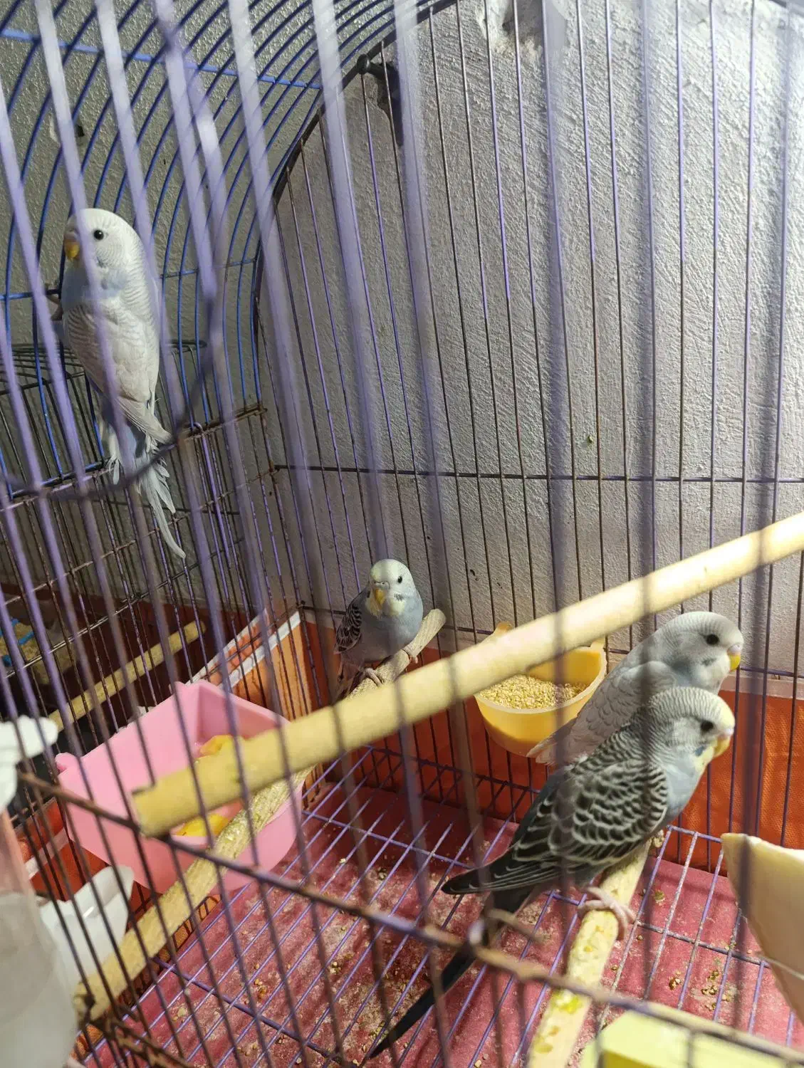 مرغ عشق|پرنده|قم, شهر قائم|دیوار