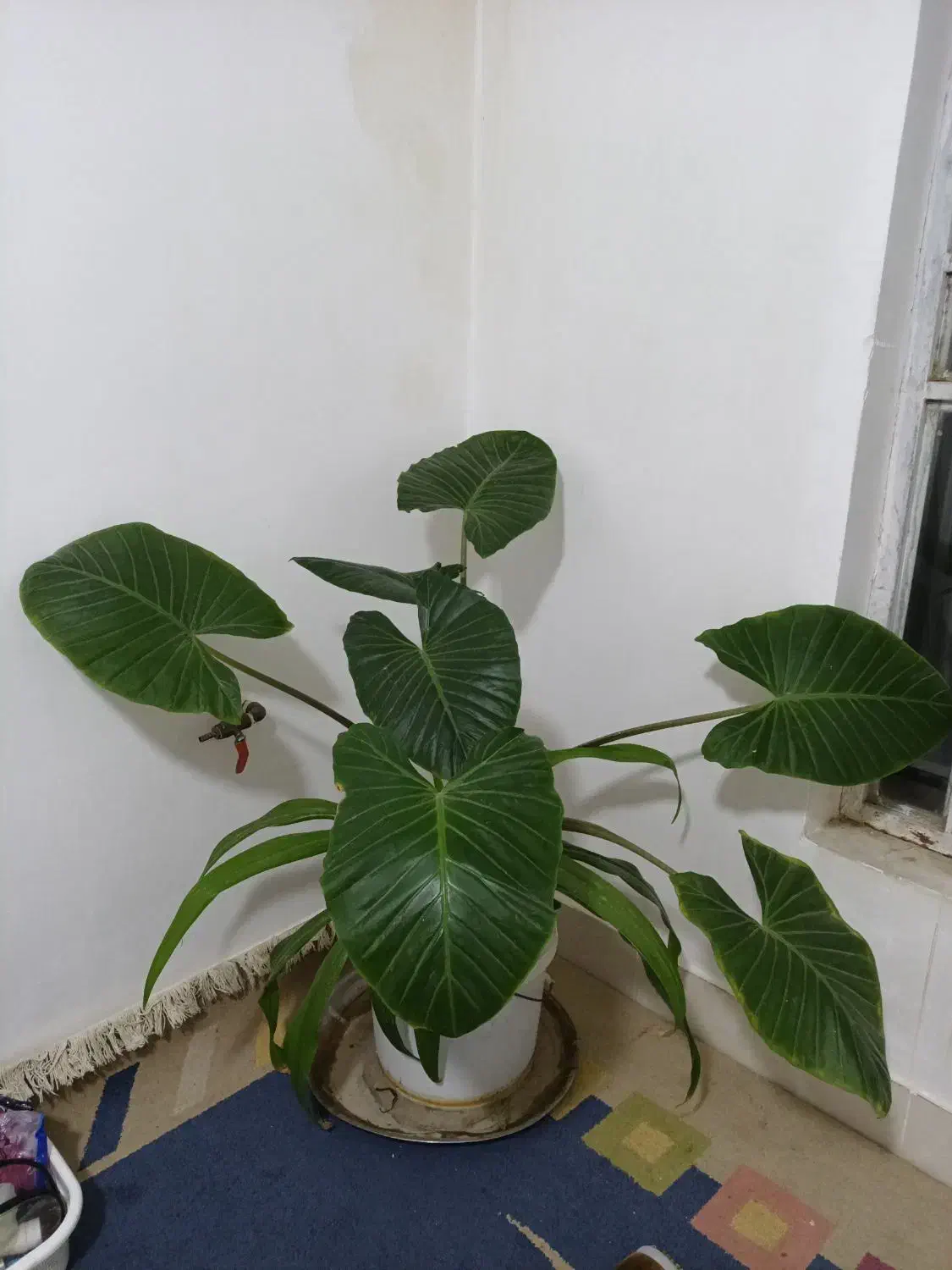 گل بابا آدم|گل و گیاه طبیعی|شیراز, شهرک قمشه|دیوار