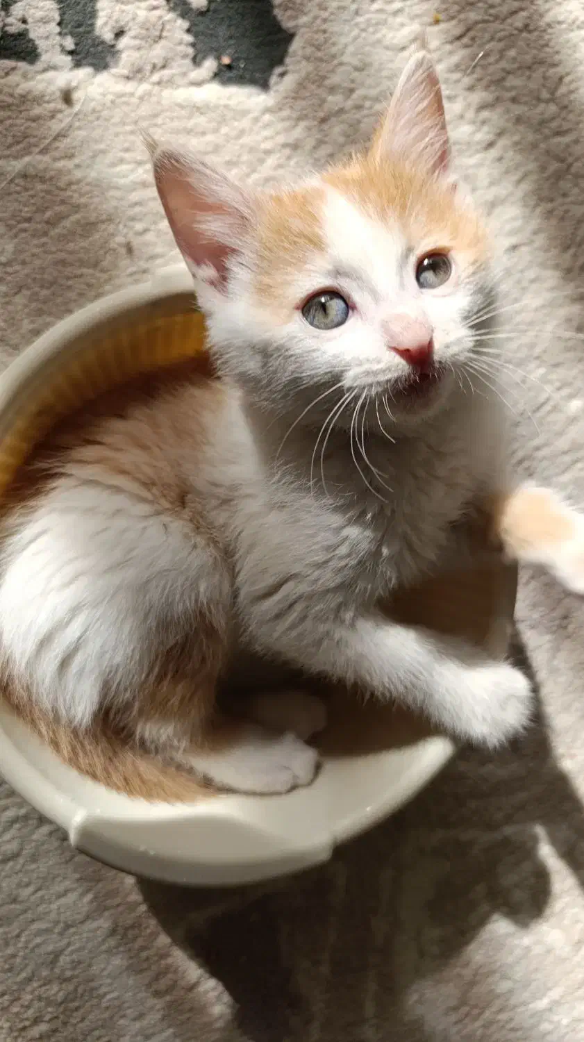 بچه گربه ملوس. واکسن خورده|گربه|پاکدشت, پاکدشت (مامازند)|دیوار