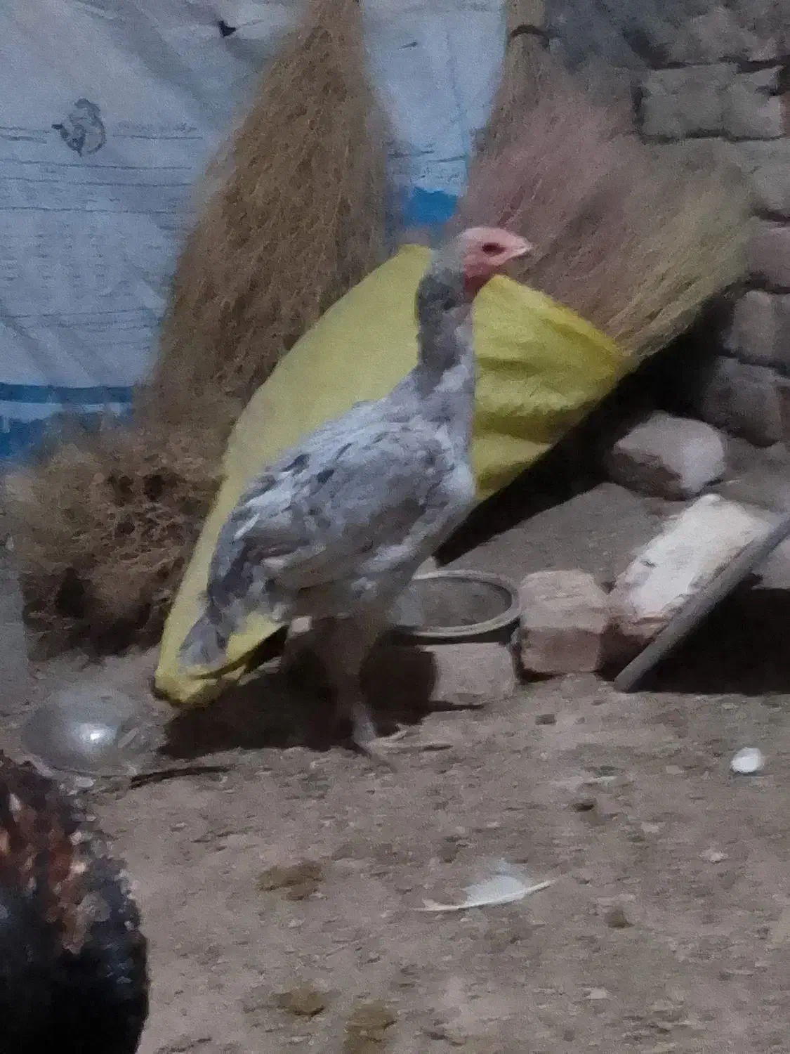 لاری و عروس هلندی سخنگو و مرغ عشق|پرنده|کنگاور, |دیوار