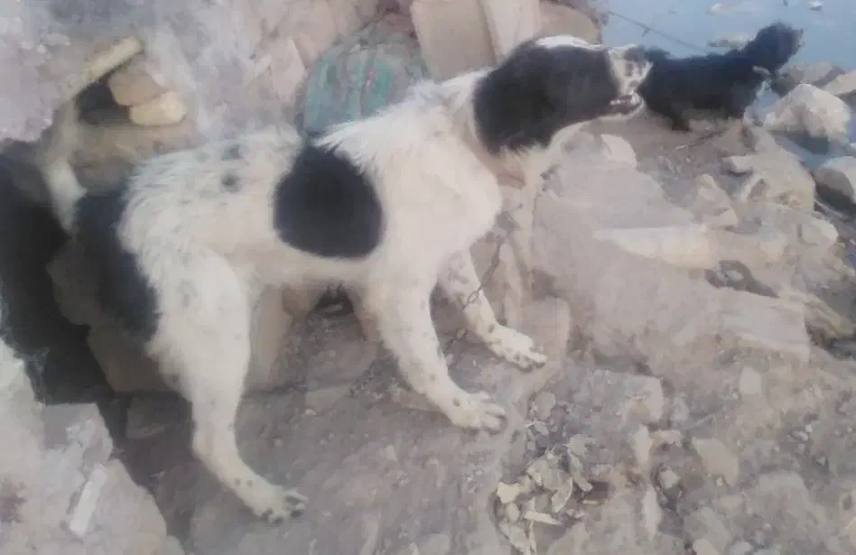 فروش سگ لجنی دست وپا خال خالی|سگ|فارسان, |دیوار