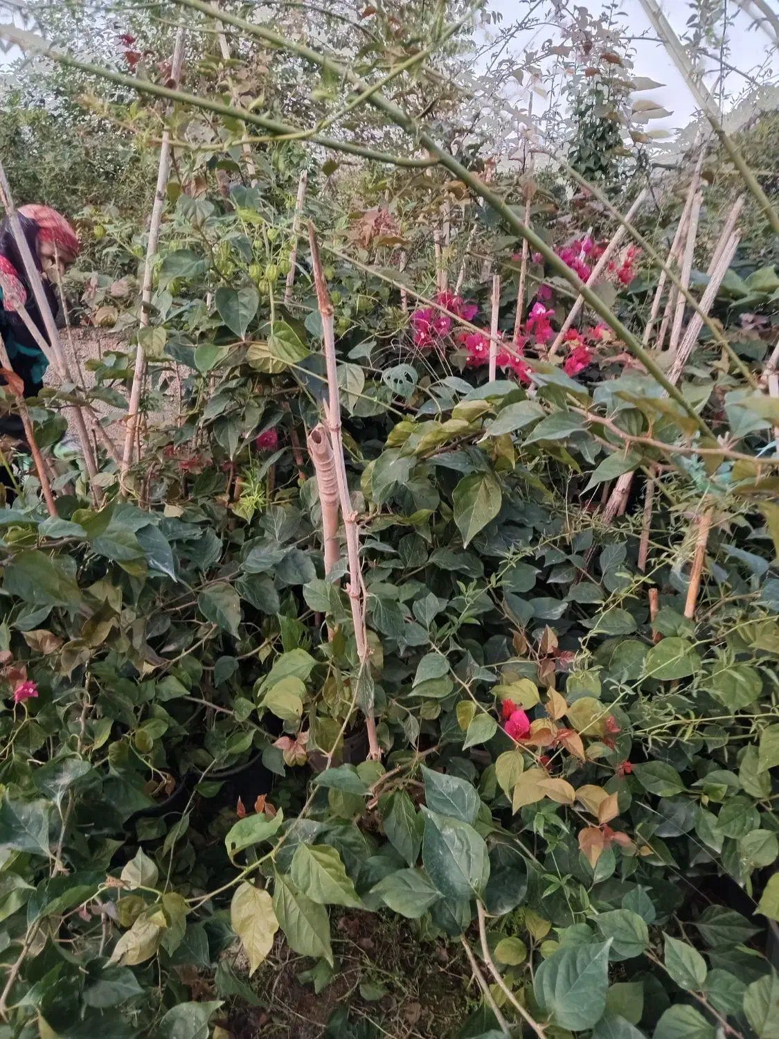 یاس هلندی وگل کاغذی|خدمات باغبانی و درختکاری|نشتارود, |دیوار