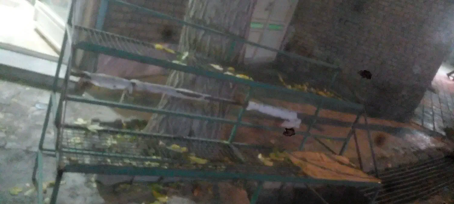 کلیه وسایل میوه فروشی|فروشگاه و مغازه|ملایر, |دیوار