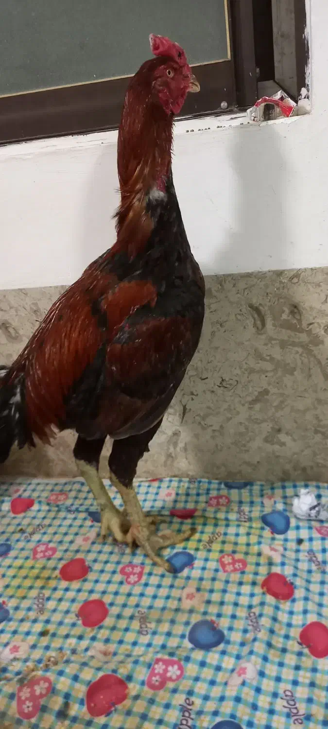 خروس لاری قلم سبز|حیوانات مزرعه|آمل, |دیوار