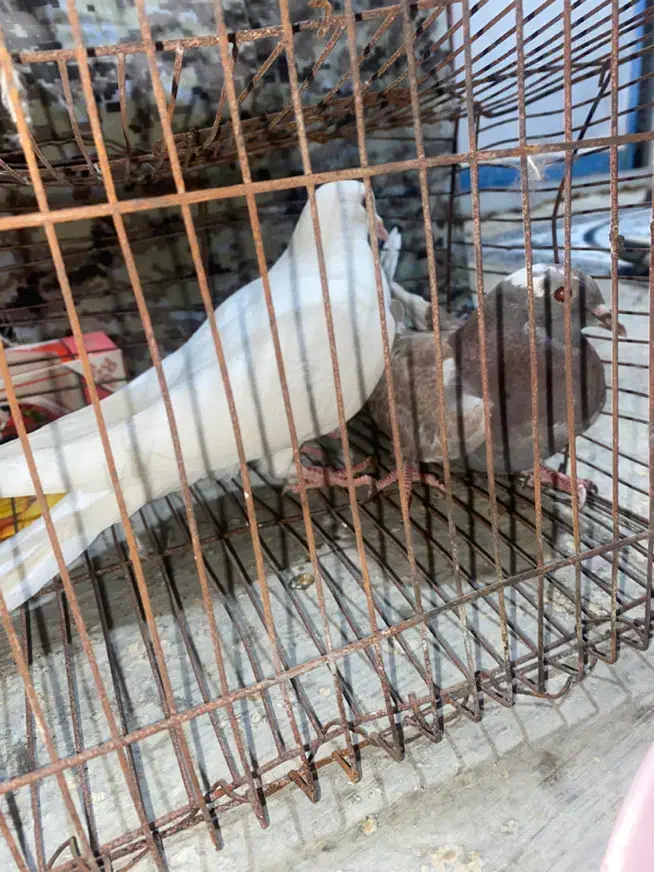 کبوتر|پرنده|شبانکاره, |دیوار