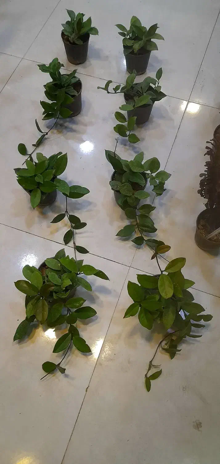 هویا پیچ مومی ساکولنت رونده آویزی برگ ضخیم|گل و گیاه طبیعی|قم, نیروگاه|دیوار