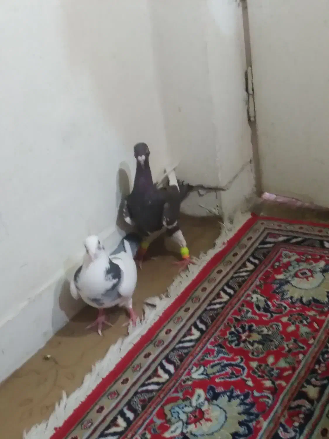 یهودی قهوای ابلق سبز گلدمن ُسبز|پرنده|شیراز, فاضل|دیوار