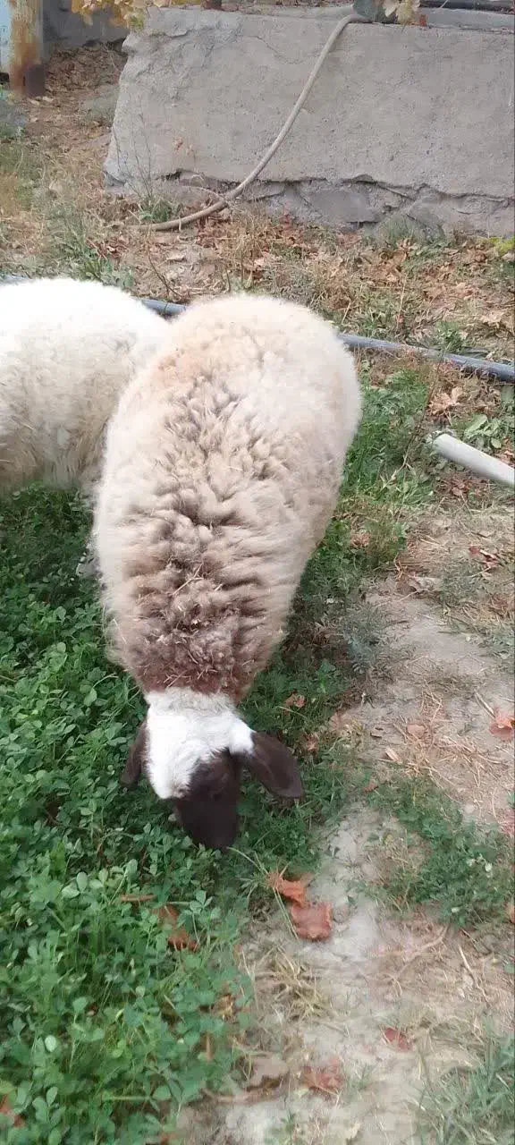 سلام گوسفند بز و میش جوان هر دو برای کشتن|حیوانات مزرعه|مشهد, توس (بلوار توس)|دیوار