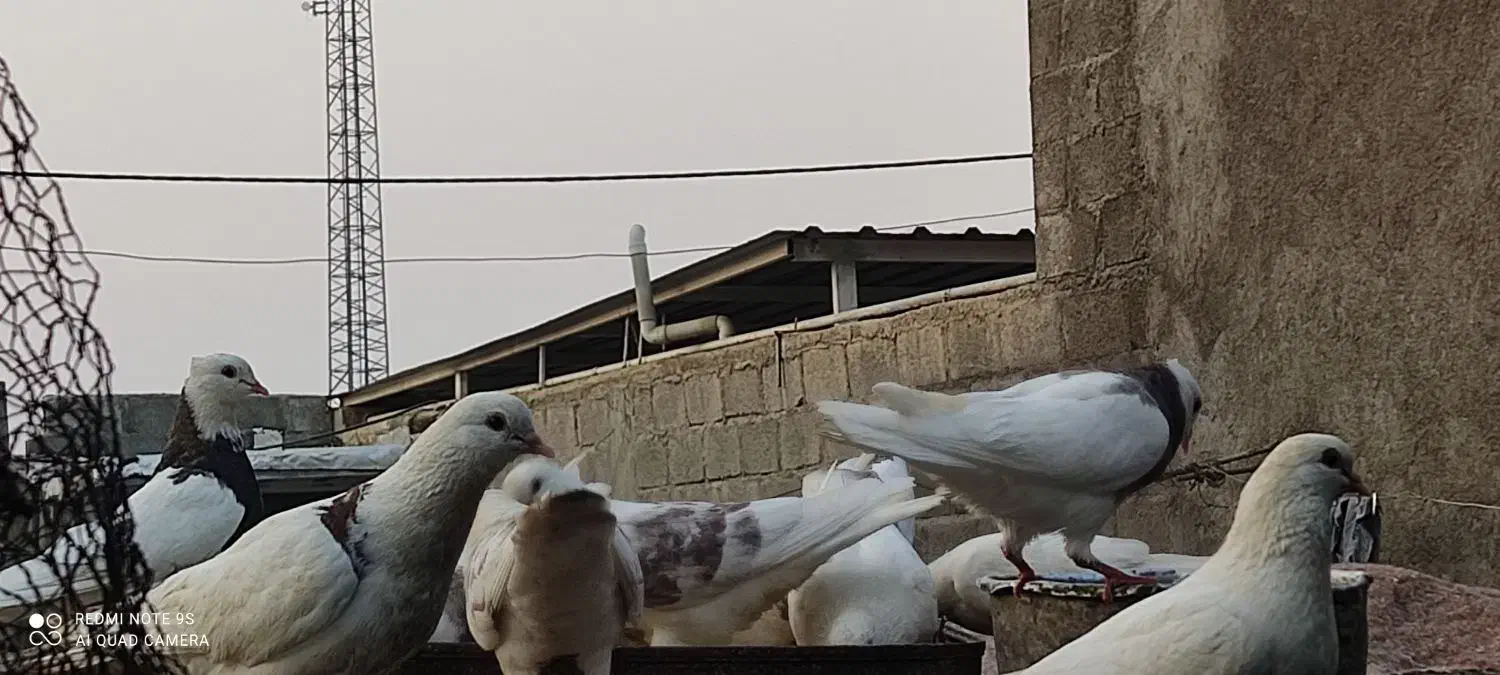 حراج کبوتر|پرنده|لامرد, |دیوار