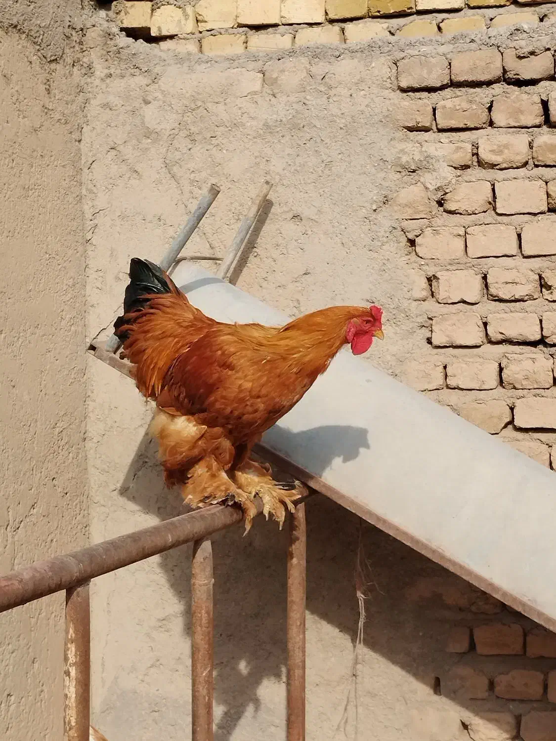 خروس برهما|حیوانات مزرعه|دشتابی, |دیوار