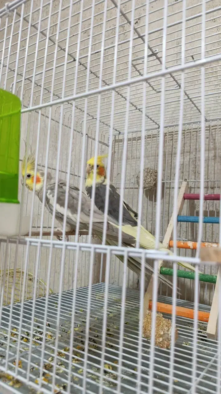 فروش عروس هلندی و..|پرنده|کازرون, |دیوار