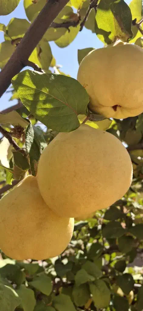 فروش به عمده|خوردنی و آشامیدنی|شیراز, شهرک یاس طلاییه|دیوار