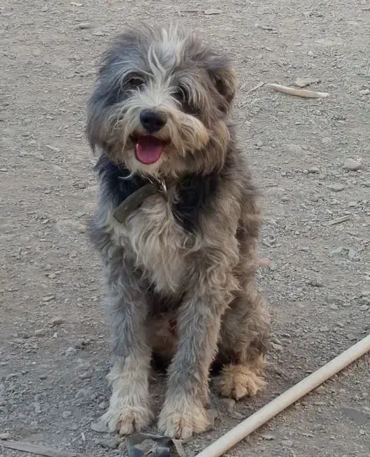 واگذاری سگ نژاد کوچک|سگ|محلات, |دیوار