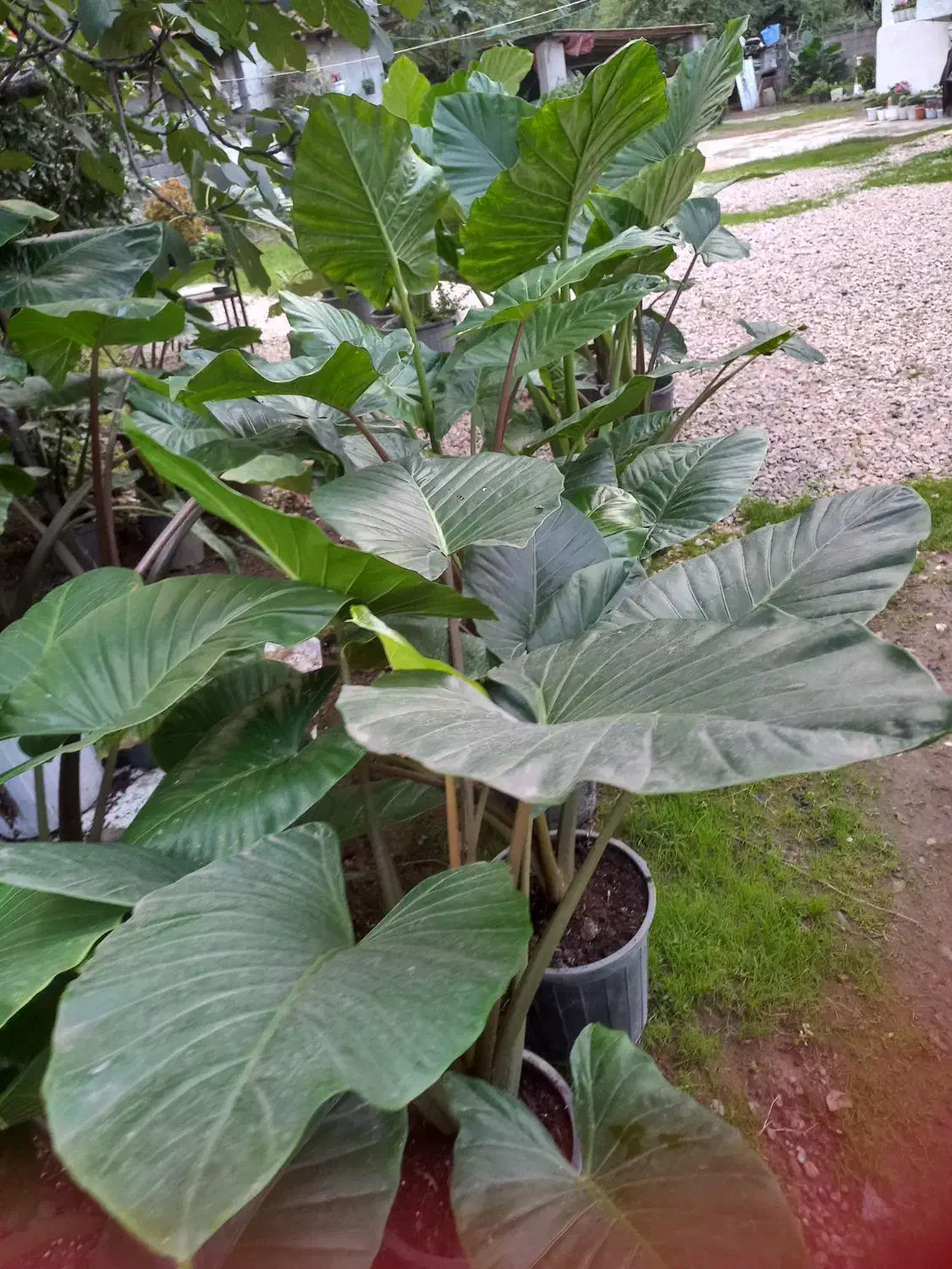 گل باباآدم|گل و گیاه طبیعی|آستارا, |دیوار