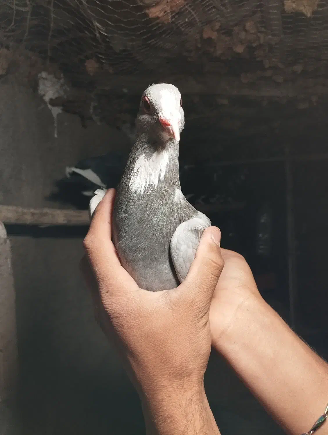 نقره ای پلنگ|پرنده|زرند, |دیوار