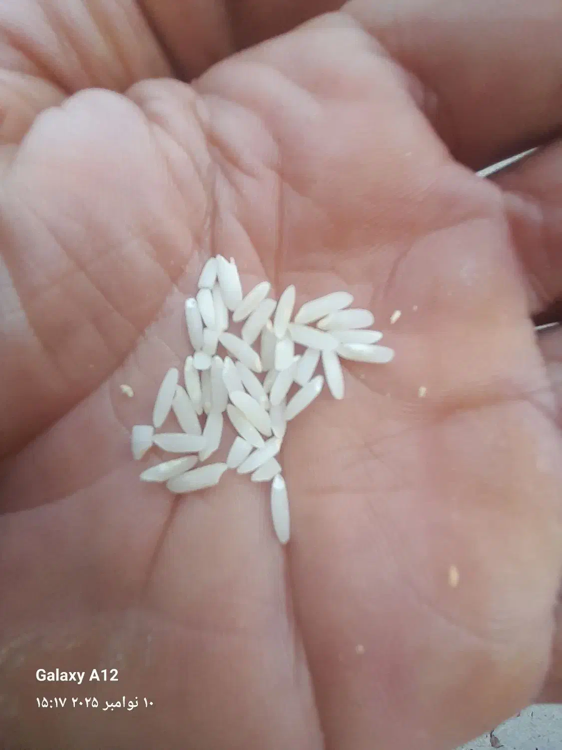 ۵۰ کیلو برنج محلی طارم درجه یک ۲۷۰|خوردنی و آشامیدنی|دورود, |دیوار