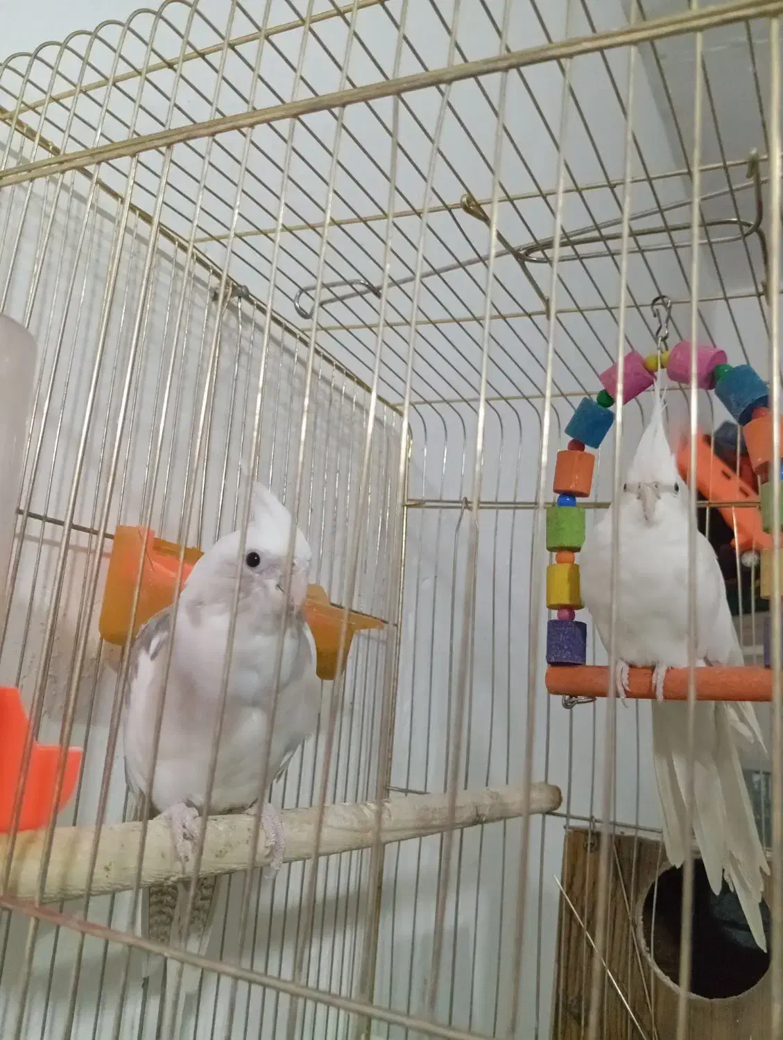 جفت عروس هلندی آلبینو|پرنده|پائین جام, |دیوار