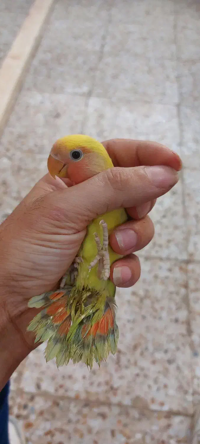 کوتوله برزیلی و فنچ نرگسی|پرنده|آستانه اشرفیه, |دیوار