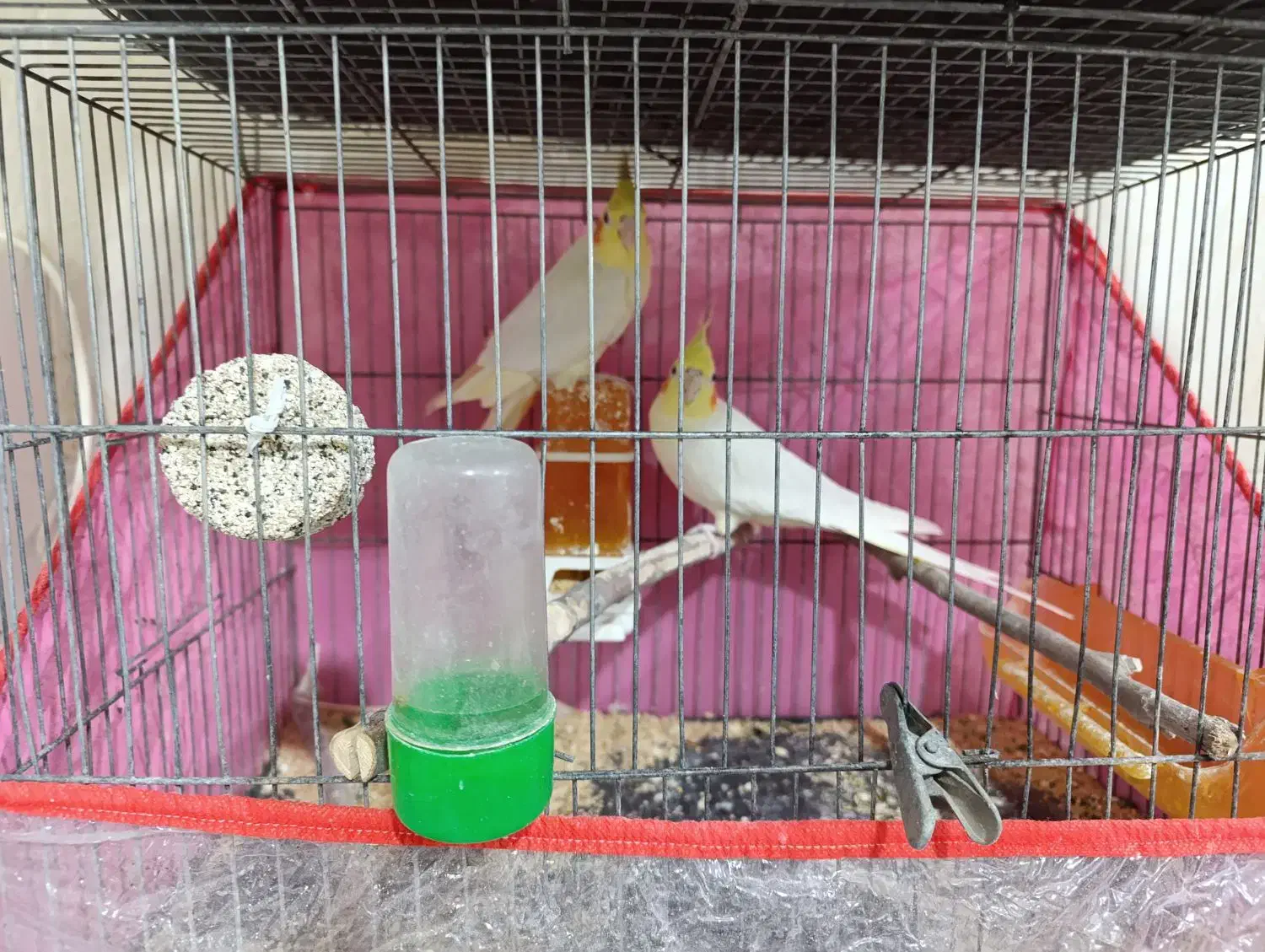 جفت عروس هلندی|پرنده|بردسکن, |دیوار