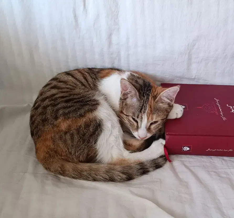 واگذاری گربه|گربه|شاهینشهر, شهرک امام علی|دیوار