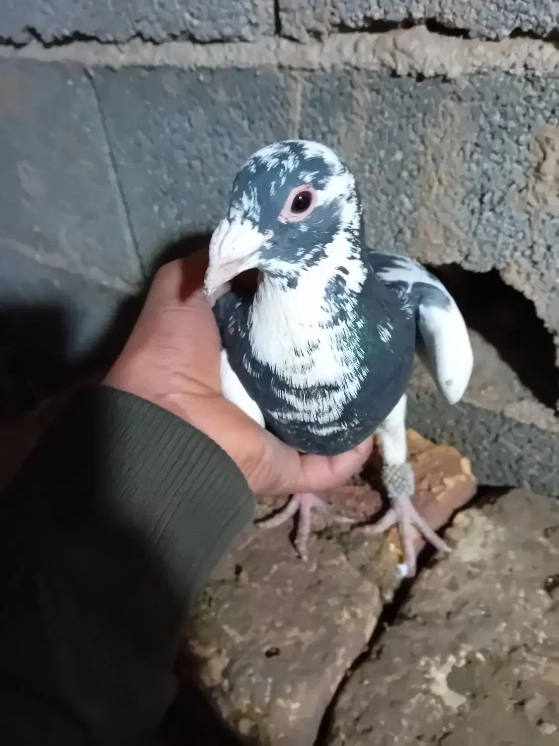 پلنگ ۷۰۰ وجفت مگزی ۹۰۰ ماده مگزی ۴۰۰|پرنده|انبارآلوم, |دیوار