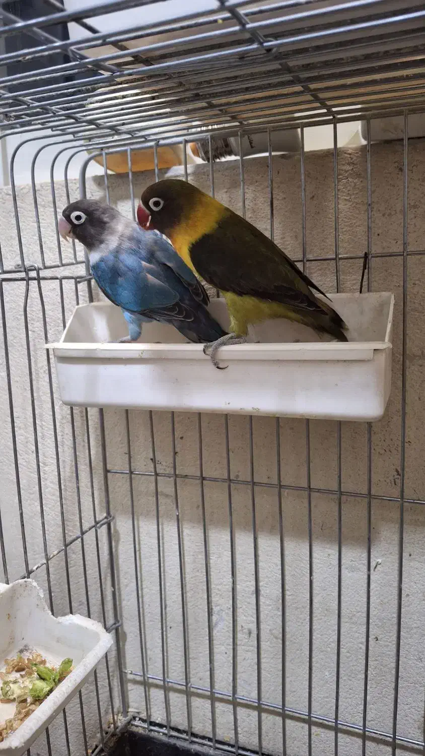 طوطی برزیلی|پرنده|محمدشهر, سیدآباد|دیوار